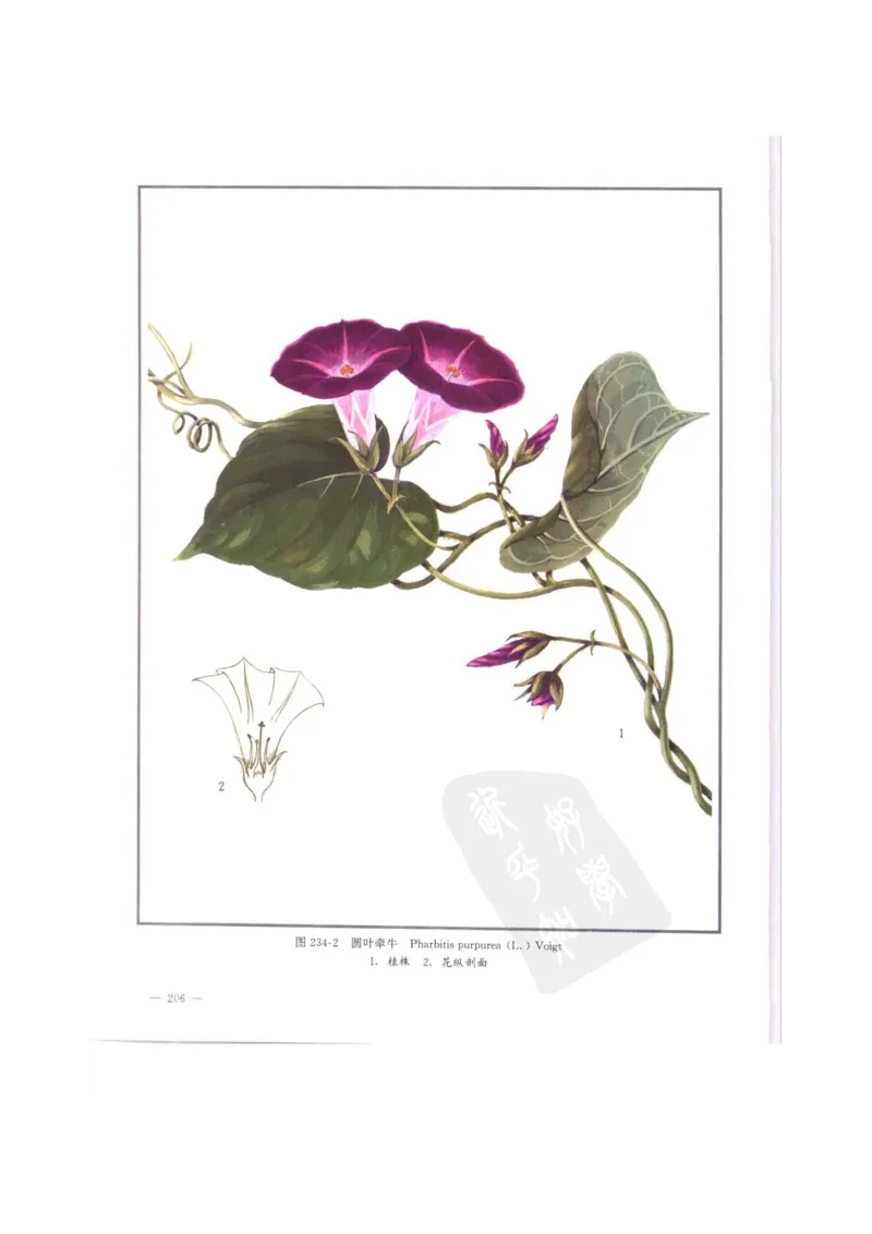 中国本草彩色图鉴（常用中药篇）（中卷）（钱信忠）_绝版书_天涯系列_t涯_绝版古籍电子书合集（13大类）_医书类_中国本草彩色图鉴（常用中药篇）_3册