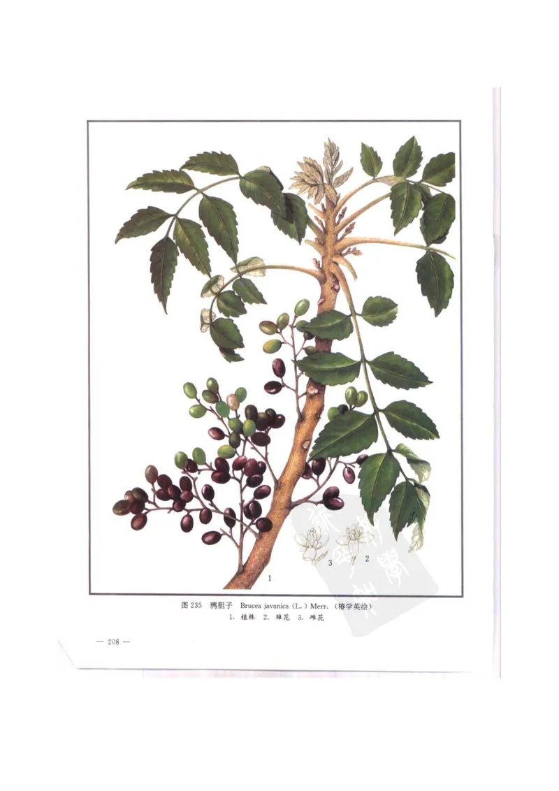 中国本草彩色图鉴（常用中药篇）（中卷）（钱信忠）_绝版书_天涯系列_t涯_绝版古籍电子书合集（13大类）_医书类_中国本草彩色图鉴（常用中药篇）_3册