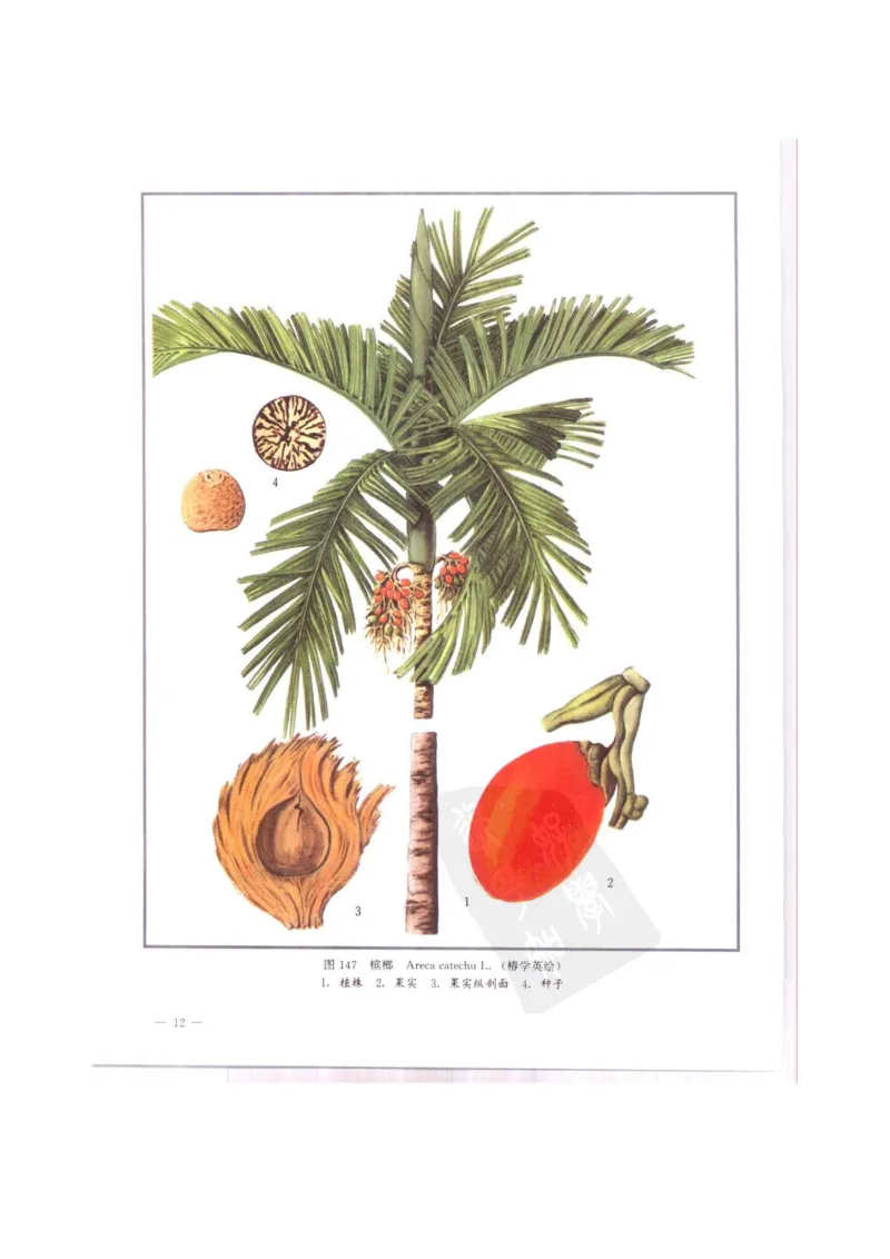 中国本草彩色图鉴（常用中药篇）（中卷）（钱信忠）_绝版书_天涯系列_t涯_绝版古籍电子书合集（13大类）_医书类_中国本草彩色图鉴（常用中药篇）_3册