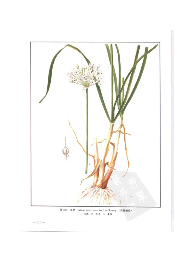 中国本草彩色图鉴（常用中药篇）（中卷）（钱信忠）_绝版书_天涯系列_t涯_绝版古籍电子书合集（13大类）_医书类_中国本草彩色图鉴（常用中药篇）_3册