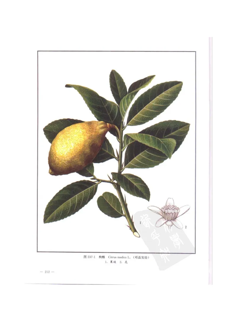 中国本草彩色图鉴（常用中药篇）（中卷）（钱信忠）_绝版书_天涯系列_t涯_绝版古籍电子书合集（13大类）_医书类_中国本草彩色图鉴（常用中药篇）_3册