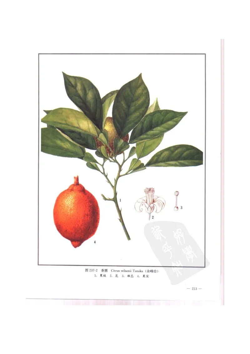 中国本草彩色图鉴（常用中药篇）（中卷）（钱信忠）_绝版书_天涯系列_t涯_绝版古籍电子书合集（13大类）_医书类_中国本草彩色图鉴（常用中药篇）_3册