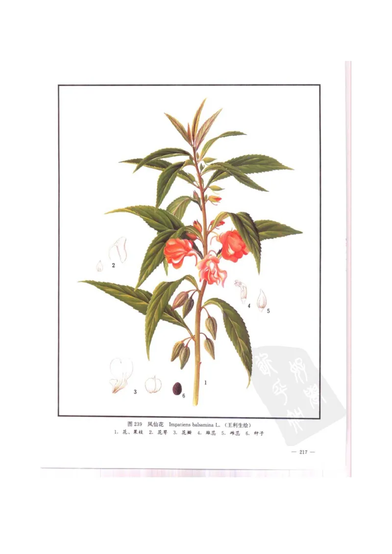 中国本草彩色图鉴（常用中药篇）（中卷）（钱信忠）_绝版书_天涯系列_t涯_绝版古籍电子书合集（13大类）_医书类_中国本草彩色图鉴（常用中药篇）_3册