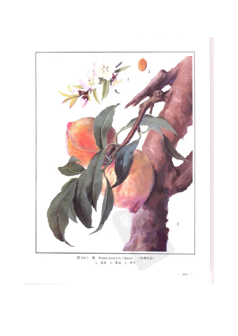 中国本草彩色图鉴（常用中药篇）（中卷）（钱信忠）_绝版书_天涯系列_t涯_绝版古籍电子书合集（13大类）_医书类_中国本草彩色图鉴（常用中药篇）_3册