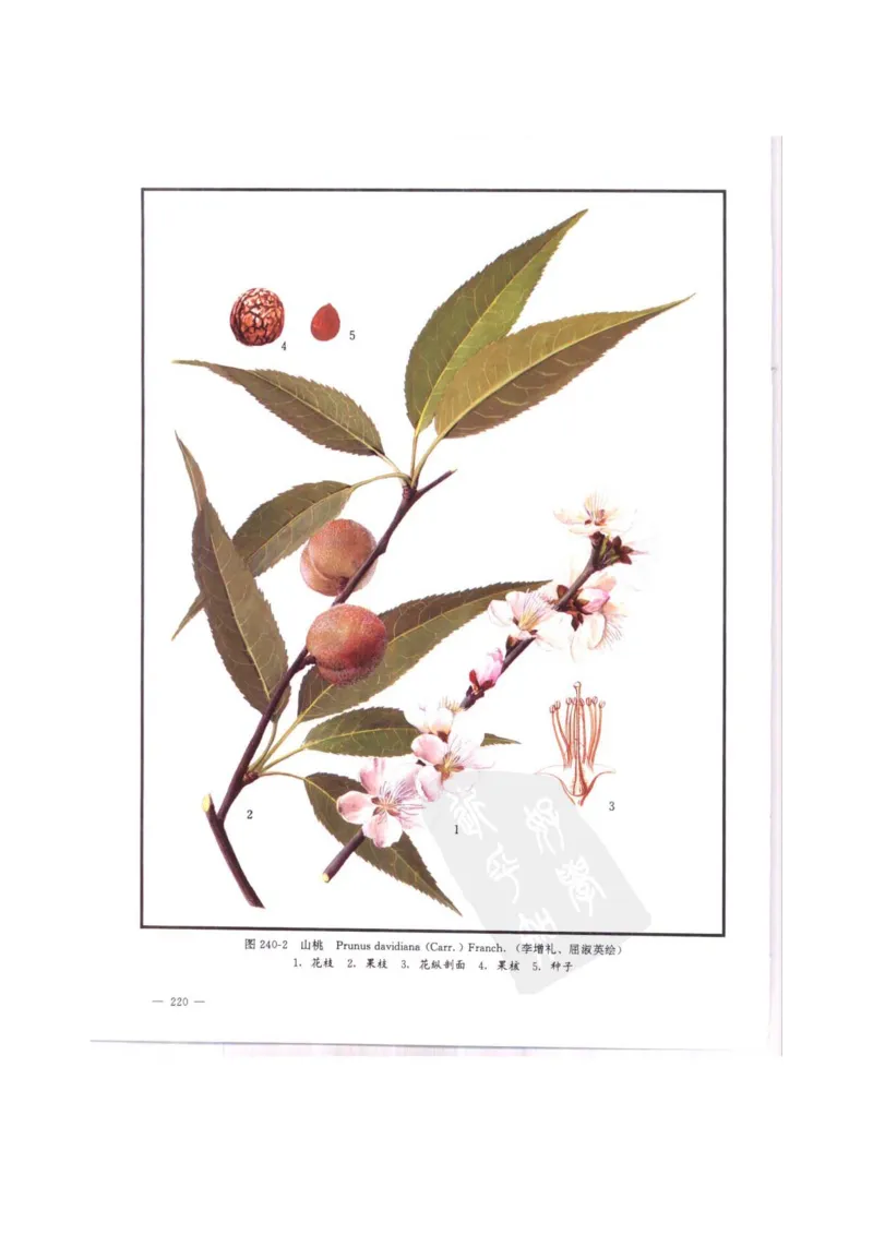 中国本草彩色图鉴（常用中药篇）（中卷）（钱信忠）_绝版书_天涯系列_t涯_绝版古籍电子书合集（13大类）_医书类_中国本草彩色图鉴（常用中药篇）_3册