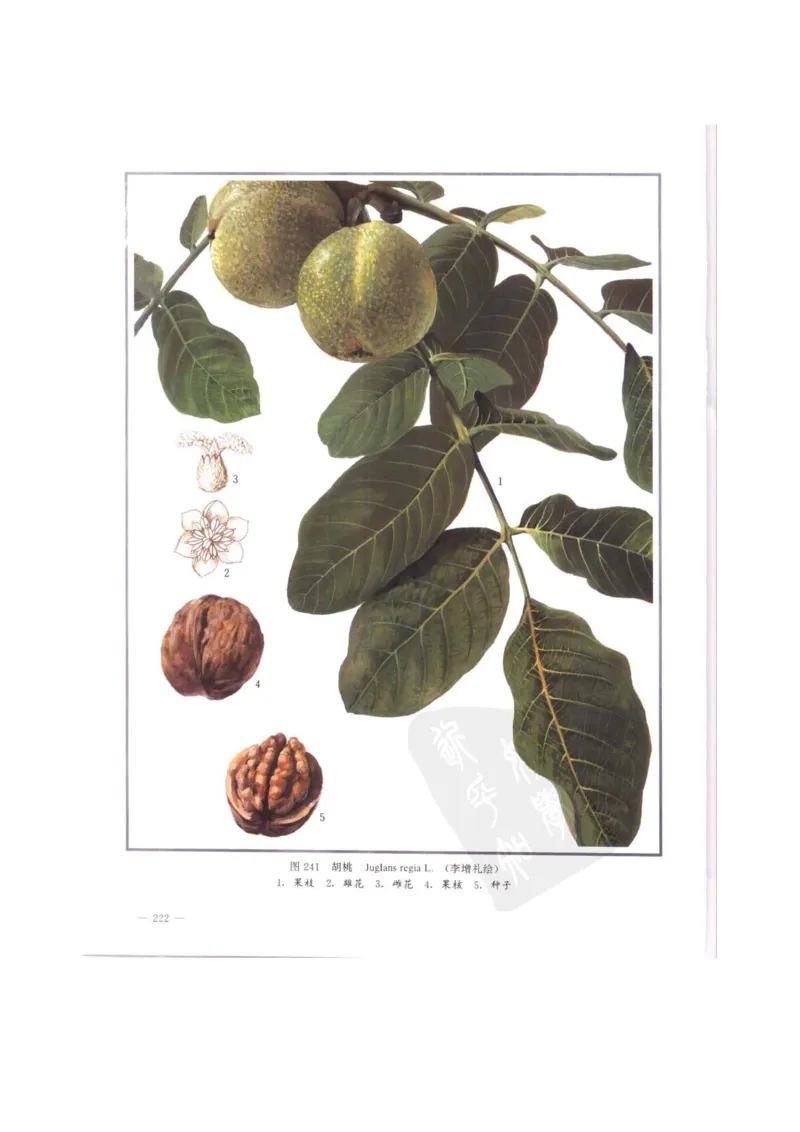 中国本草彩色图鉴（常用中药篇）（中卷）（钱信忠）_绝版书_天涯系列_t涯_绝版古籍电子书合集（13大类）_医书类_中国本草彩色图鉴（常用中药篇）_3册