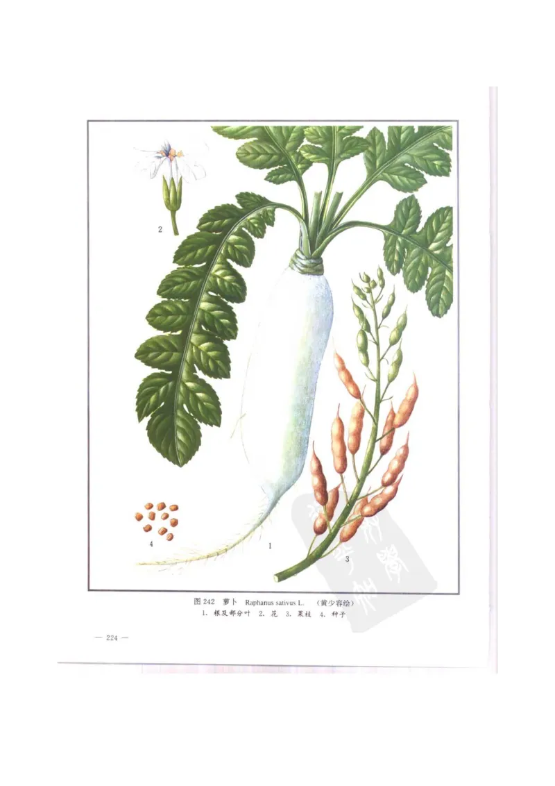 中国本草彩色图鉴（常用中药篇）（中卷）（钱信忠）_绝版书_天涯系列_t涯_绝版古籍电子书合集（13大类）_医书类_中国本草彩色图鉴（常用中药篇）_3册