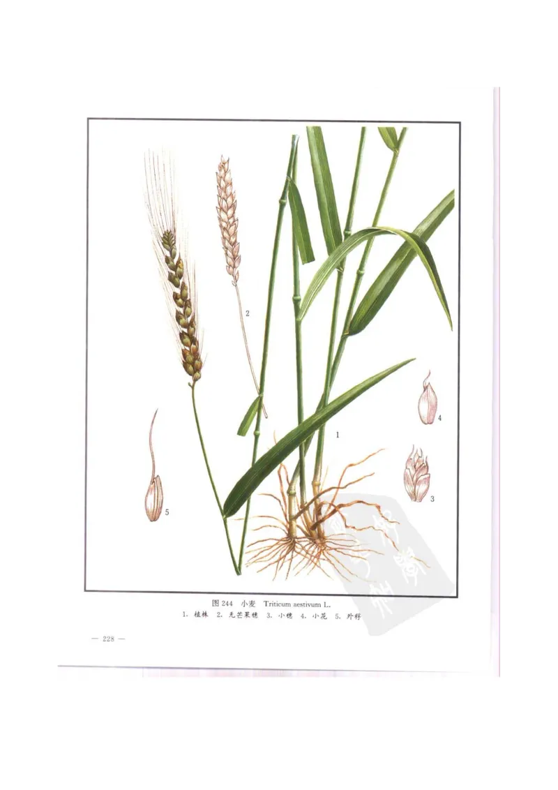 中国本草彩色图鉴（常用中药篇）（中卷）（钱信忠）_绝版书_天涯系列_t涯_绝版古籍电子书合集（13大类）_医书类_中国本草彩色图鉴（常用中药篇）_3册