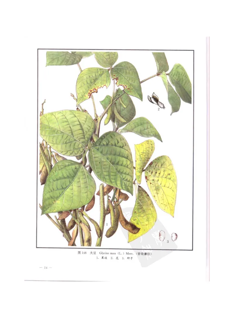 中国本草彩色图鉴（常用中药篇）（中卷）（钱信忠）_绝版书_天涯系列_t涯_绝版古籍电子书合集（13大类）_医书类_中国本草彩色图鉴（常用中药篇）_3册