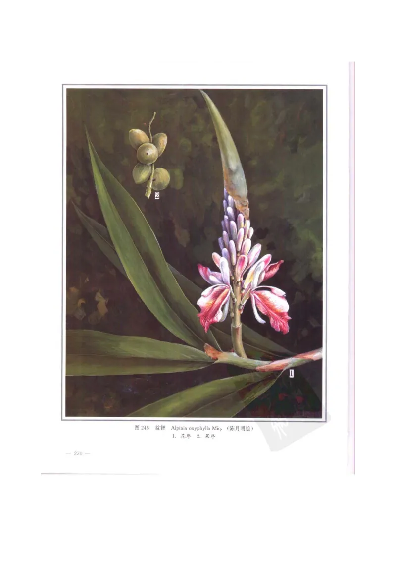 中国本草彩色图鉴（常用中药篇）（中卷）（钱信忠）_绝版书_天涯系列_t涯_绝版古籍电子书合集（13大类）_医书类_中国本草彩色图鉴（常用中药篇）_3册