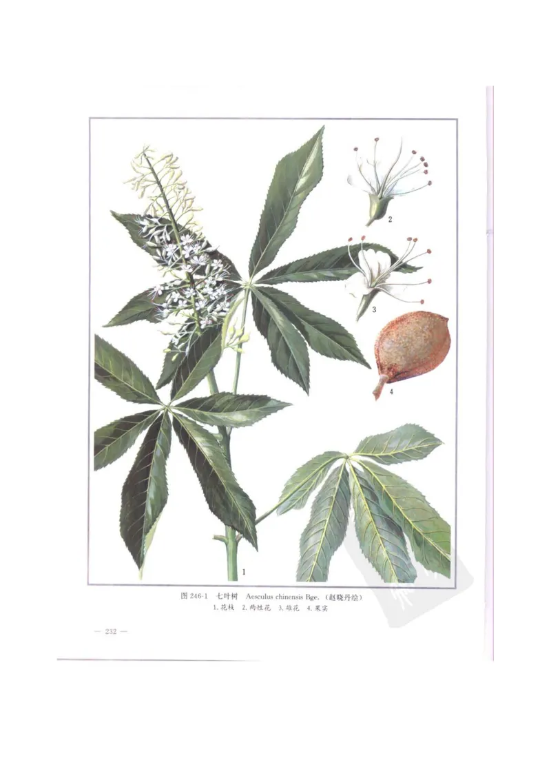 中国本草彩色图鉴（常用中药篇）（中卷）（钱信忠）_绝版书_天涯系列_t涯_绝版古籍电子书合集（13大类）_医书类_中国本草彩色图鉴（常用中药篇）_3册