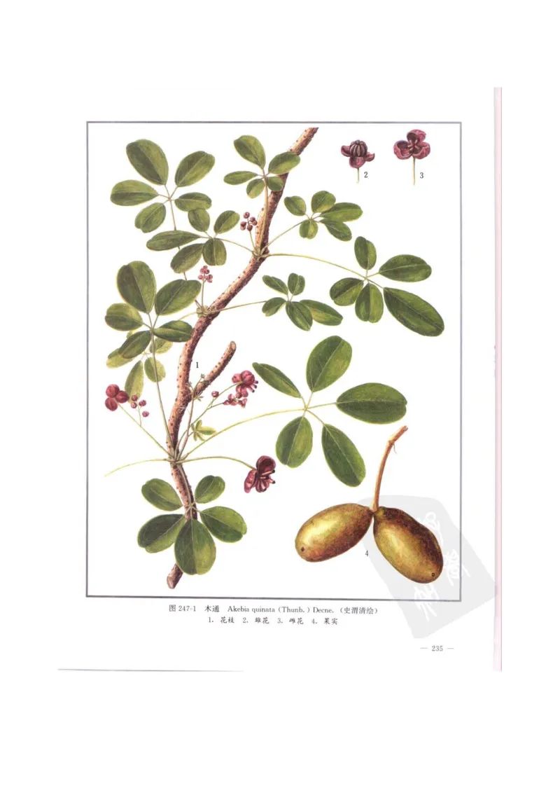 中国本草彩色图鉴（常用中药篇）（中卷）（钱信忠）_绝版书_天涯系列_t涯_绝版古籍电子书合集（13大类）_医书类_中国本草彩色图鉴（常用中药篇）_3册