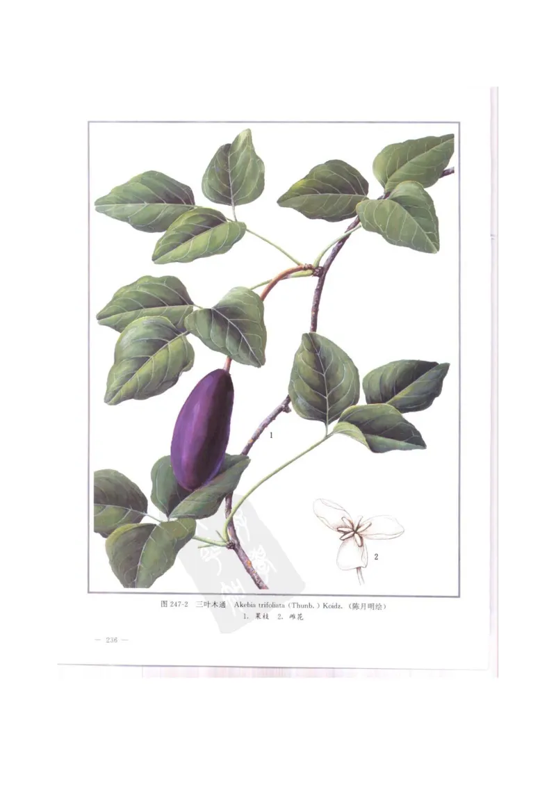 中国本草彩色图鉴（常用中药篇）（中卷）（钱信忠）_绝版书_天涯系列_t涯_绝版古籍电子书合集（13大类）_医书类_中国本草彩色图鉴（常用中药篇）_3册