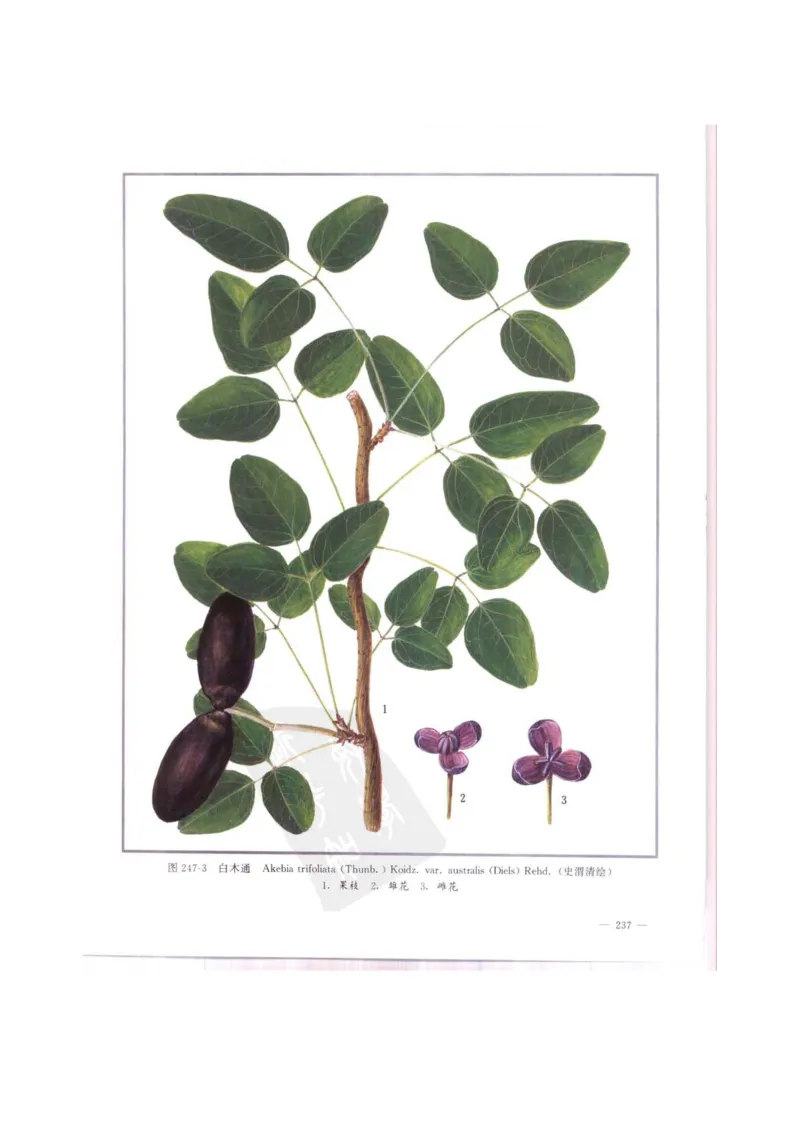 中国本草彩色图鉴（常用中药篇）（中卷）（钱信忠）_绝版书_天涯系列_t涯_绝版古籍电子书合集（13大类）_医书类_中国本草彩色图鉴（常用中药篇）_3册