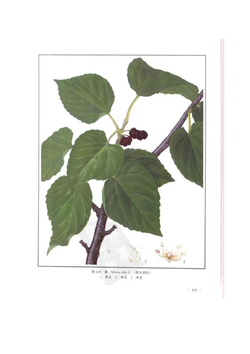 中国本草彩色图鉴（常用中药篇）（中卷）（钱信忠）_绝版书_天涯系列_t涯_绝版古籍电子书合集（13大类）_医书类_中国本草彩色图鉴（常用中药篇）_3册