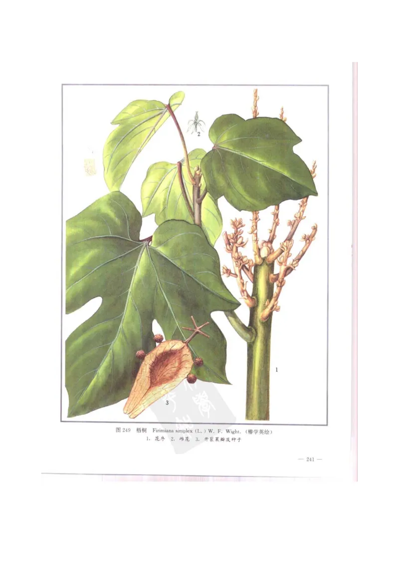 中国本草彩色图鉴（常用中药篇）（中卷）（钱信忠）_绝版书_天涯系列_t涯_绝版古籍电子书合集（13大类）_医书类_中国本草彩色图鉴（常用中药篇）_3册