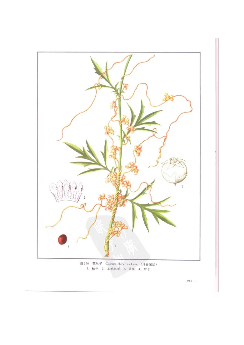 中国本草彩色图鉴（常用中药篇）（中卷）（钱信忠）_绝版书_天涯系列_t涯_绝版古籍电子书合集（13大类）_医书类_中国本草彩色图鉴（常用中药篇）_3册