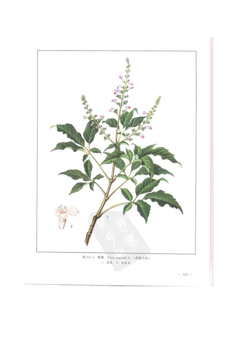 中国本草彩色图鉴（常用中药篇）（中卷）（钱信忠）_绝版书_天涯系列_t涯_绝版古籍电子书合集（13大类）_医书类_中国本草彩色图鉴（常用中药篇）_3册