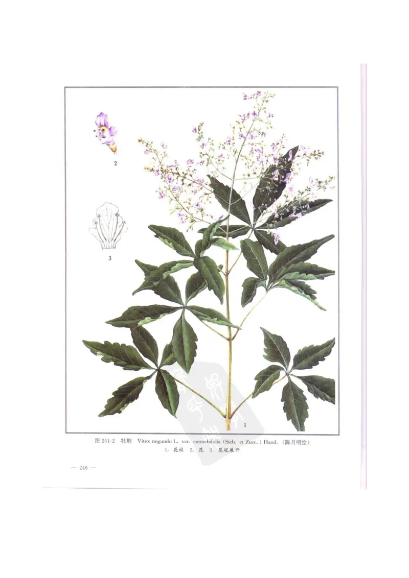 中国本草彩色图鉴（常用中药篇）（中卷）（钱信忠）_绝版书_天涯系列_t涯_绝版古籍电子书合集（13大类）_医书类_中国本草彩色图鉴（常用中药篇）_3册