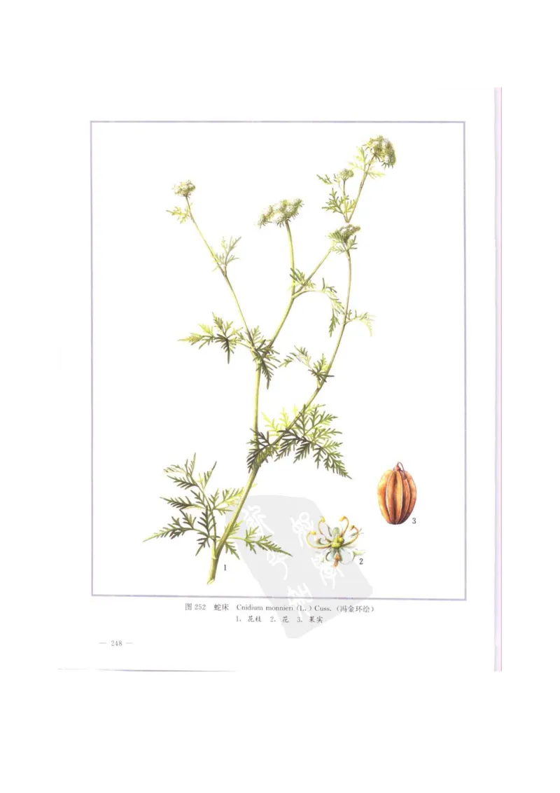 中国本草彩色图鉴（常用中药篇）（中卷）（钱信忠）_绝版书_天涯系列_t涯_绝版古籍电子书合集（13大类）_医书类_中国本草彩色图鉴（常用中药篇）_3册