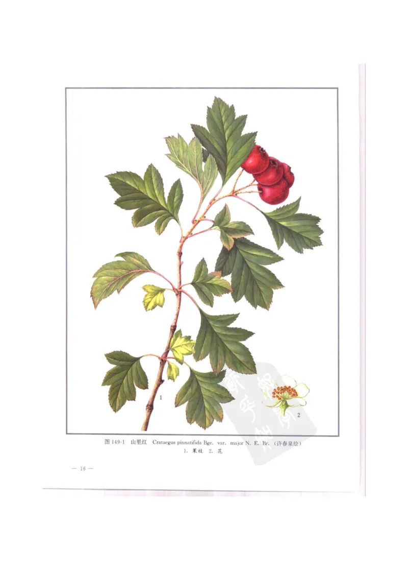 中国本草彩色图鉴（常用中药篇）（中卷）（钱信忠）_绝版书_天涯系列_t涯_绝版古籍电子书合集（13大类）_医书类_中国本草彩色图鉴（常用中药篇）_3册