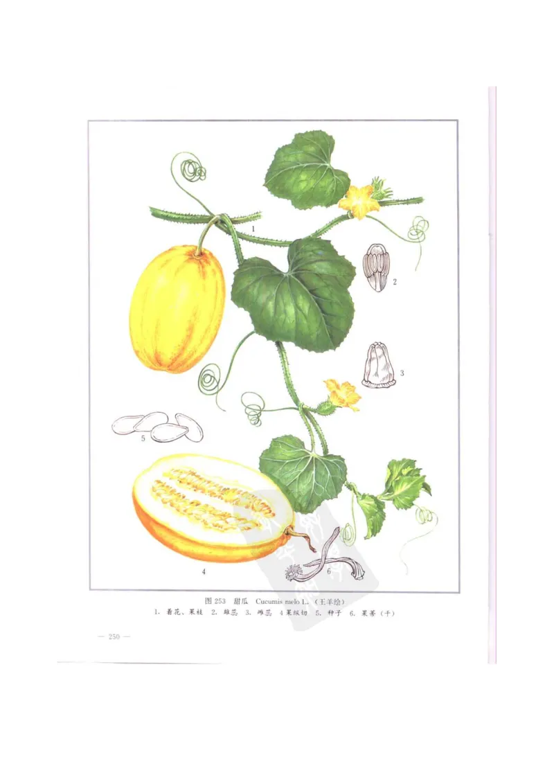 中国本草彩色图鉴（常用中药篇）（中卷）（钱信忠）_绝版书_天涯系列_t涯_绝版古籍电子书合集（13大类）_医书类_中国本草彩色图鉴（常用中药篇）_3册