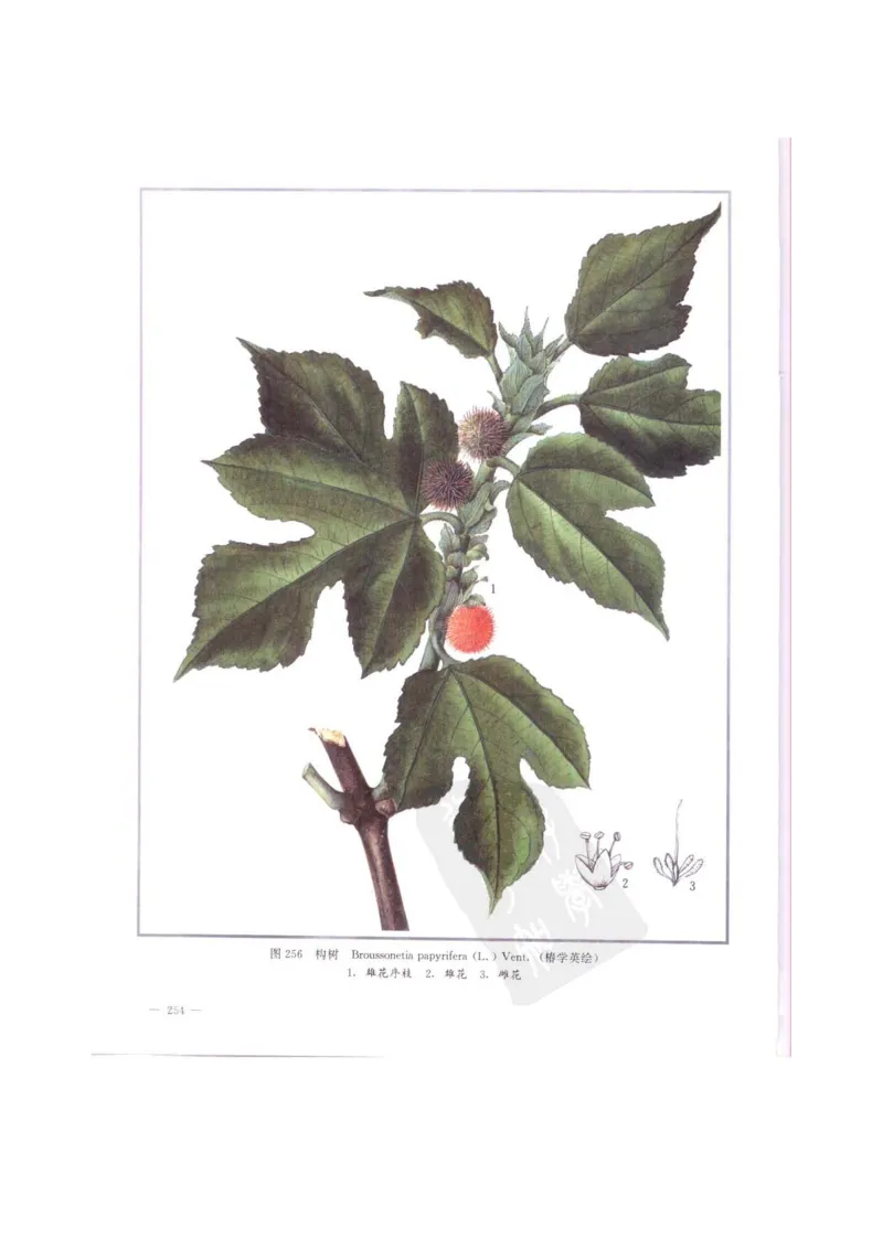 中国本草彩色图鉴（常用中药篇）（中卷）（钱信忠）_绝版书_天涯系列_t涯_绝版古籍电子书合集（13大类）_医书类_中国本草彩色图鉴（常用中药篇）_3册