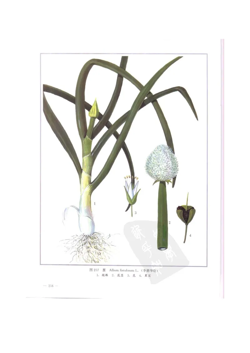 中国本草彩色图鉴（常用中药篇）（中卷）（钱信忠）_绝版书_天涯系列_t涯_绝版古籍电子书合集（13大类）_医书类_中国本草彩色图鉴（常用中药篇）_3册