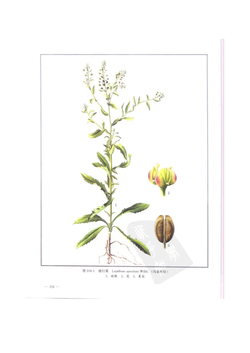 中国本草彩色图鉴（常用中药篇）（中卷）（钱信忠）_绝版书_天涯系列_t涯_绝版古籍电子书合集（13大类）_医书类_中国本草彩色图鉴（常用中药篇）_3册