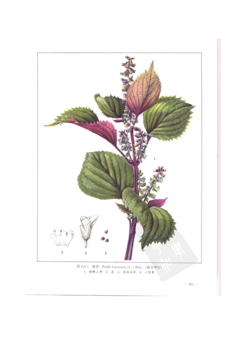 中国本草彩色图鉴（常用中药篇）（中卷）（钱信忠）_绝版书_天涯系列_t涯_绝版古籍电子书合集（13大类）_医书类_中国本草彩色图鉴（常用中药篇）_3册