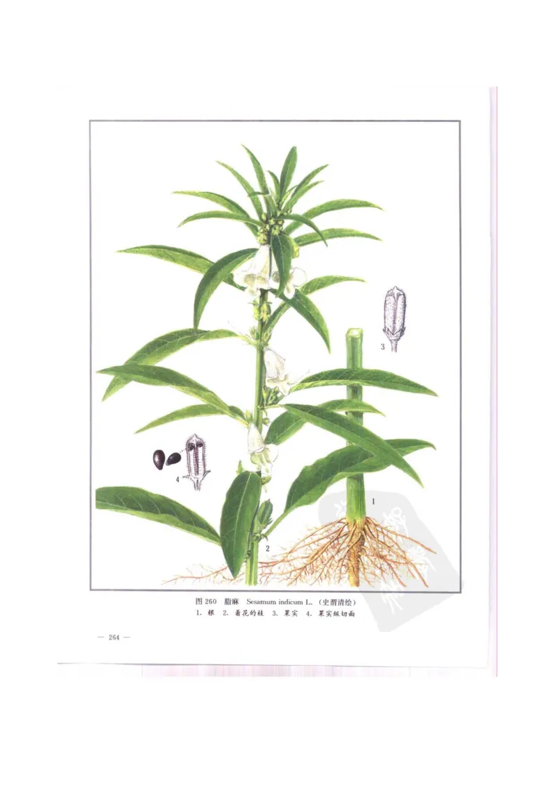 中国本草彩色图鉴（常用中药篇）（中卷）（钱信忠）_绝版书_天涯系列_t涯_绝版古籍电子书合集（13大类）_医书类_中国本草彩色图鉴（常用中药篇）_3册