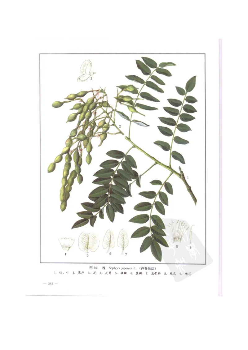 中国本草彩色图鉴（常用中药篇）（中卷）（钱信忠）_绝版书_天涯系列_t涯_绝版古籍电子书合集（13大类）_医书类_中国本草彩色图鉴（常用中药篇）_3册