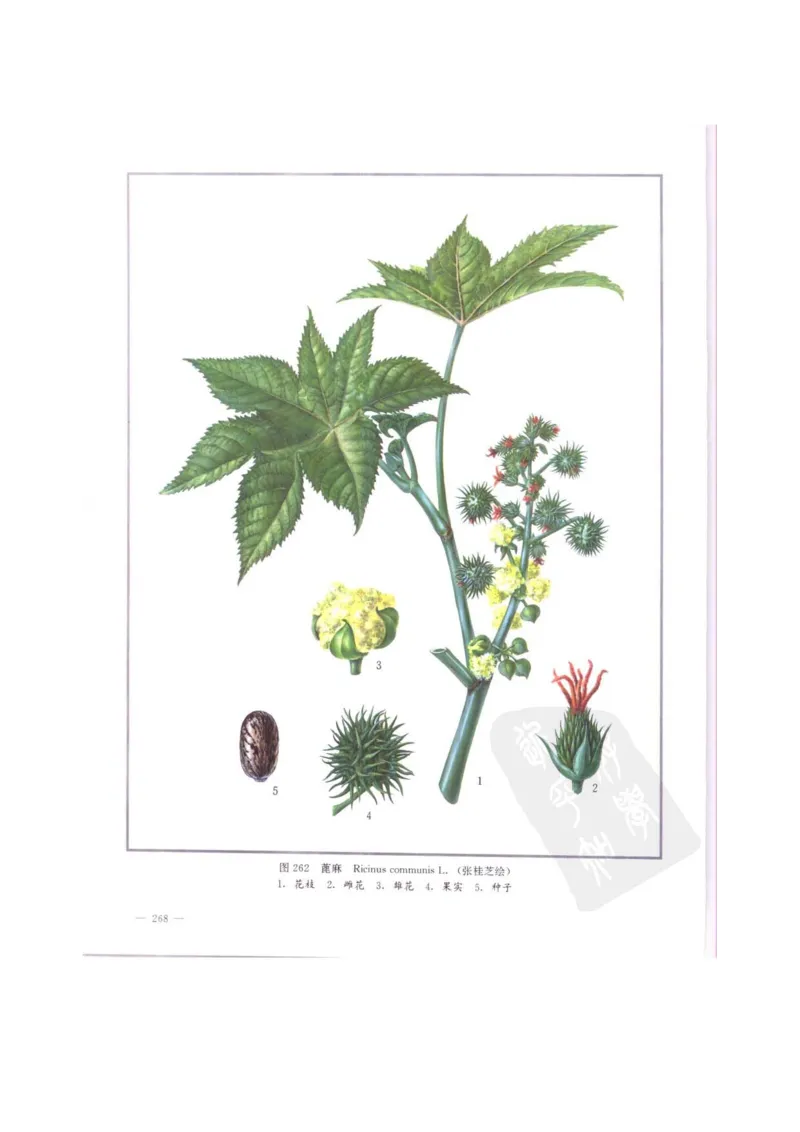 中国本草彩色图鉴（常用中药篇）（中卷）（钱信忠）_绝版书_天涯系列_t涯_绝版古籍电子书合集（13大类）_医书类_中国本草彩色图鉴（常用中药篇）_3册