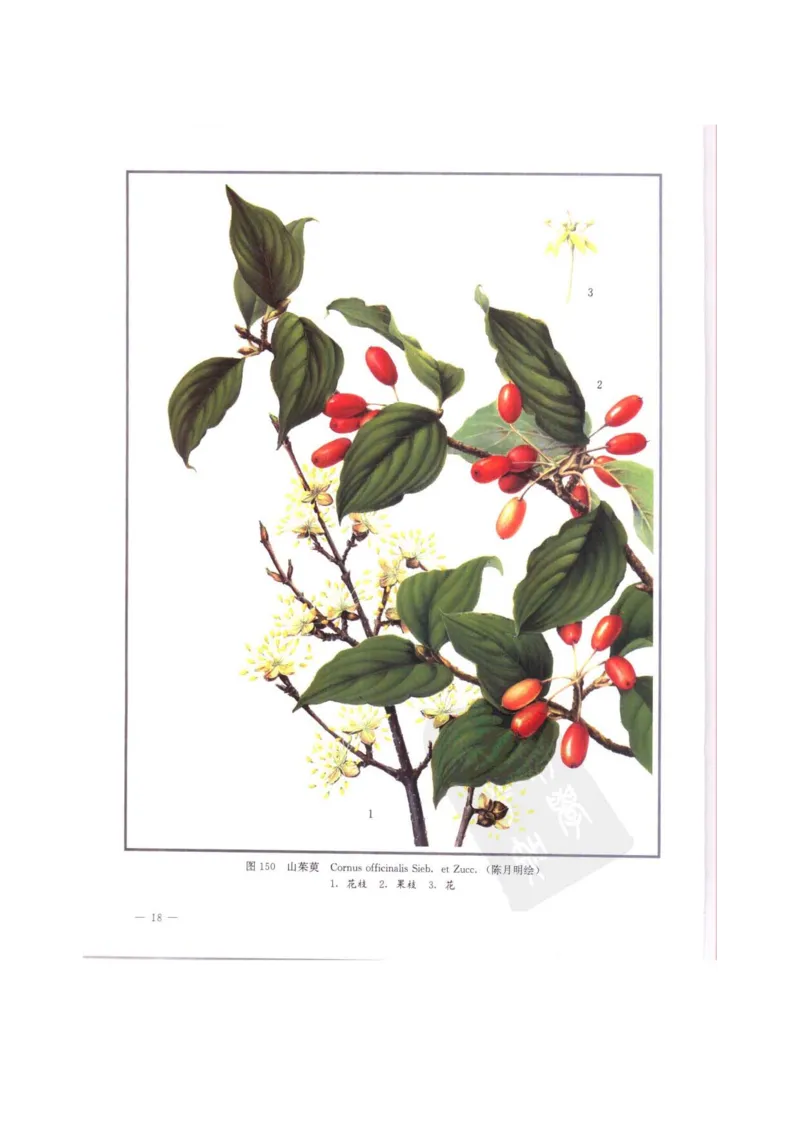 中国本草彩色图鉴（常用中药篇）（中卷）（钱信忠）_绝版书_天涯系列_t涯_绝版古籍电子书合集（13大类）_医书类_中国本草彩色图鉴（常用中药篇）_3册