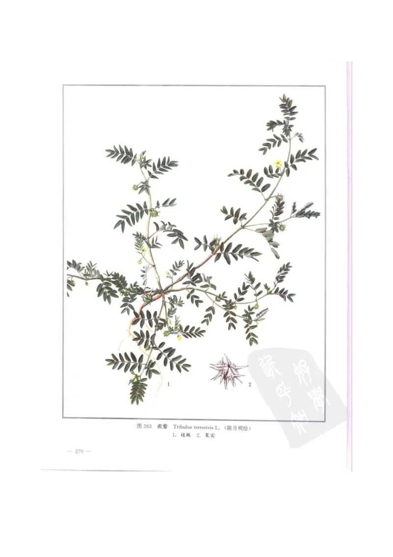 中国本草彩色图鉴（常用中药篇）（中卷）（钱信忠）_绝版书_天涯系列_t涯_绝版古籍电子书合集（13大类）_医书类_中国本草彩色图鉴（常用中药篇）_3册