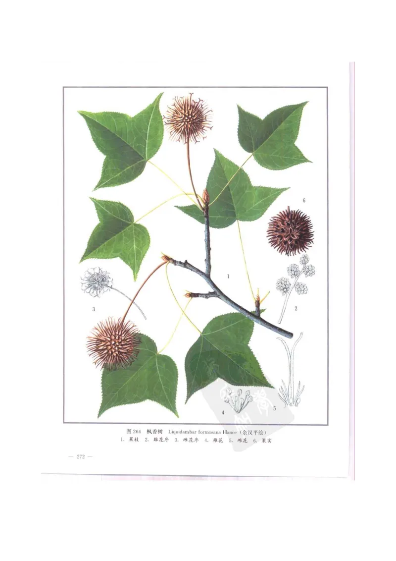 中国本草彩色图鉴（常用中药篇）（中卷）（钱信忠）_绝版书_天涯系列_t涯_绝版古籍电子书合集（13大类）_医书类_中国本草彩色图鉴（常用中药篇）_3册