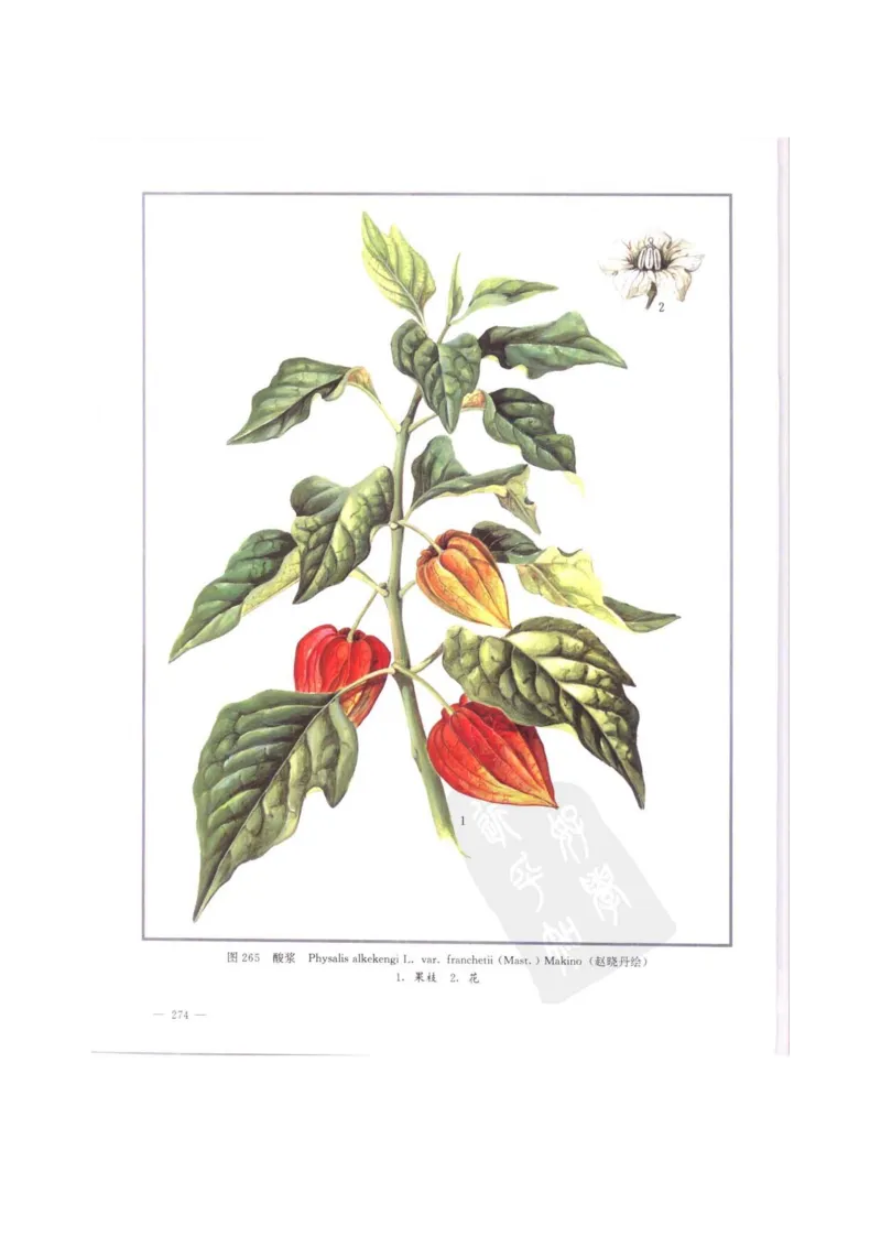 中国本草彩色图鉴（常用中药篇）（中卷）（钱信忠）_绝版书_天涯系列_t涯_绝版古籍电子书合集（13大类）_医书类_中国本草彩色图鉴（常用中药篇）_3册