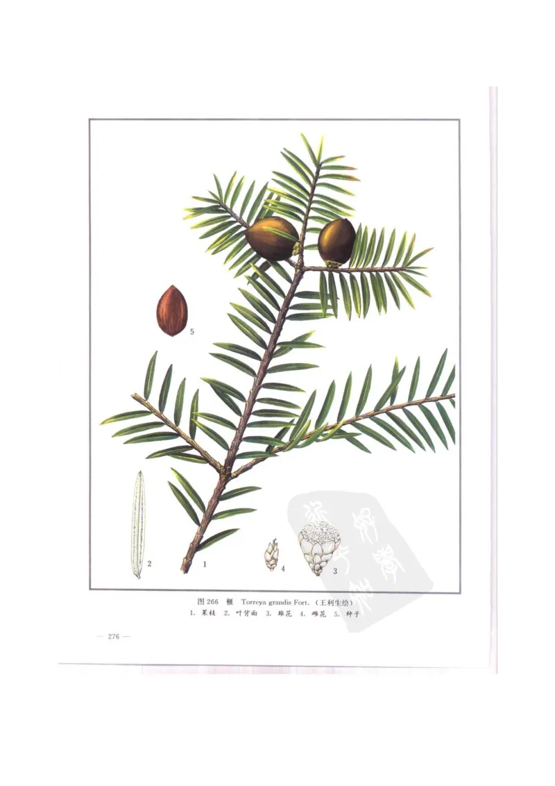 中国本草彩色图鉴（常用中药篇）（中卷）（钱信忠）_绝版书_天涯系列_t涯_绝版古籍电子书合集（13大类）_医书类_中国本草彩色图鉴（常用中药篇）_3册