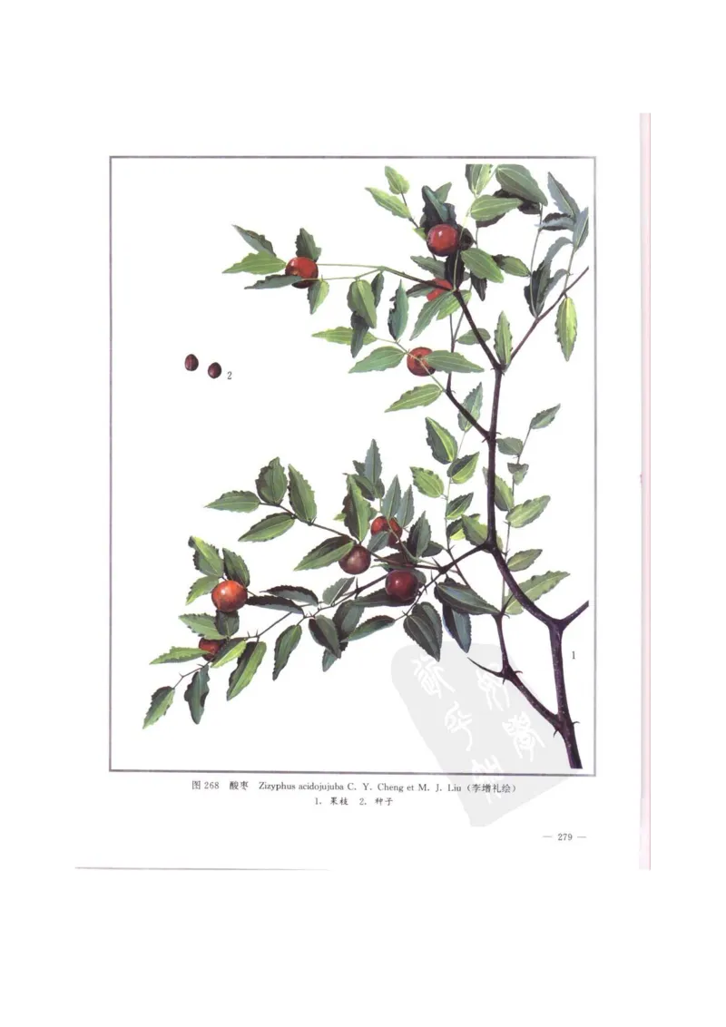 中国本草彩色图鉴（常用中药篇）（中卷）（钱信忠）_绝版书_天涯系列_t涯_绝版古籍电子书合集（13大类）_医书类_中国本草彩色图鉴（常用中药篇）_3册