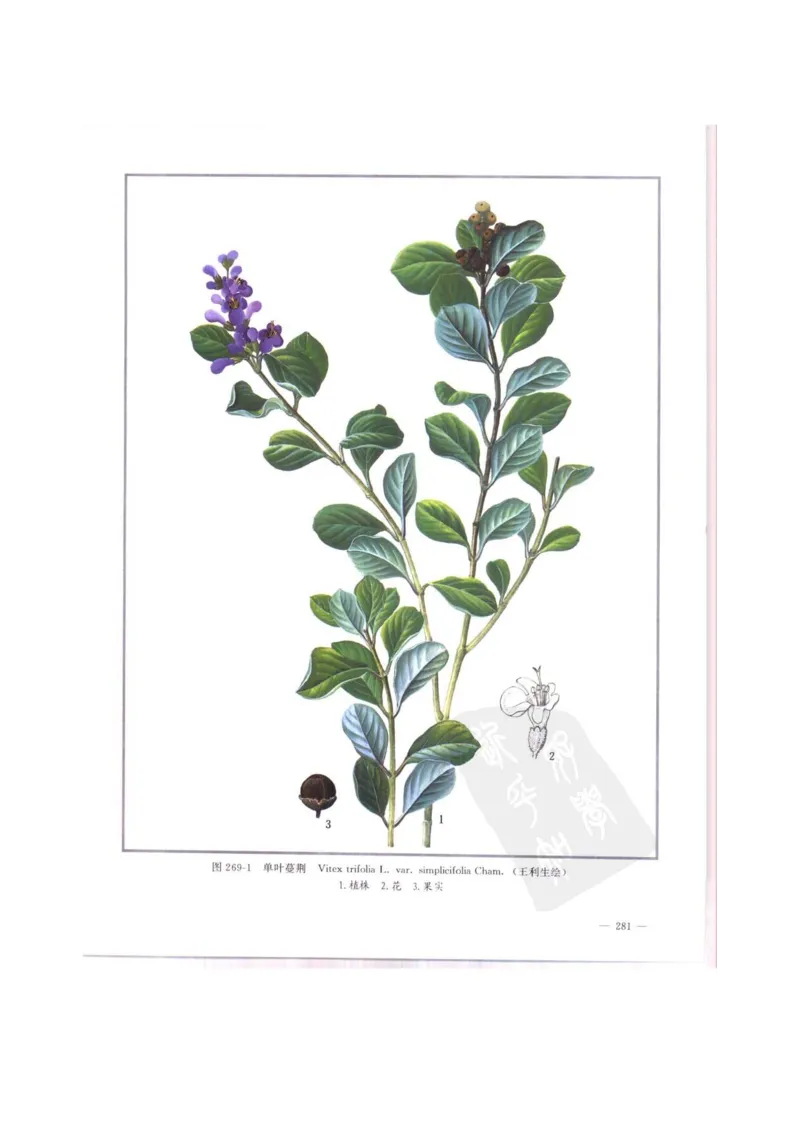 中国本草彩色图鉴（常用中药篇）（中卷）（钱信忠）_绝版书_天涯系列_t涯_绝版古籍电子书合集（13大类）_医书类_中国本草彩色图鉴（常用中药篇）_3册