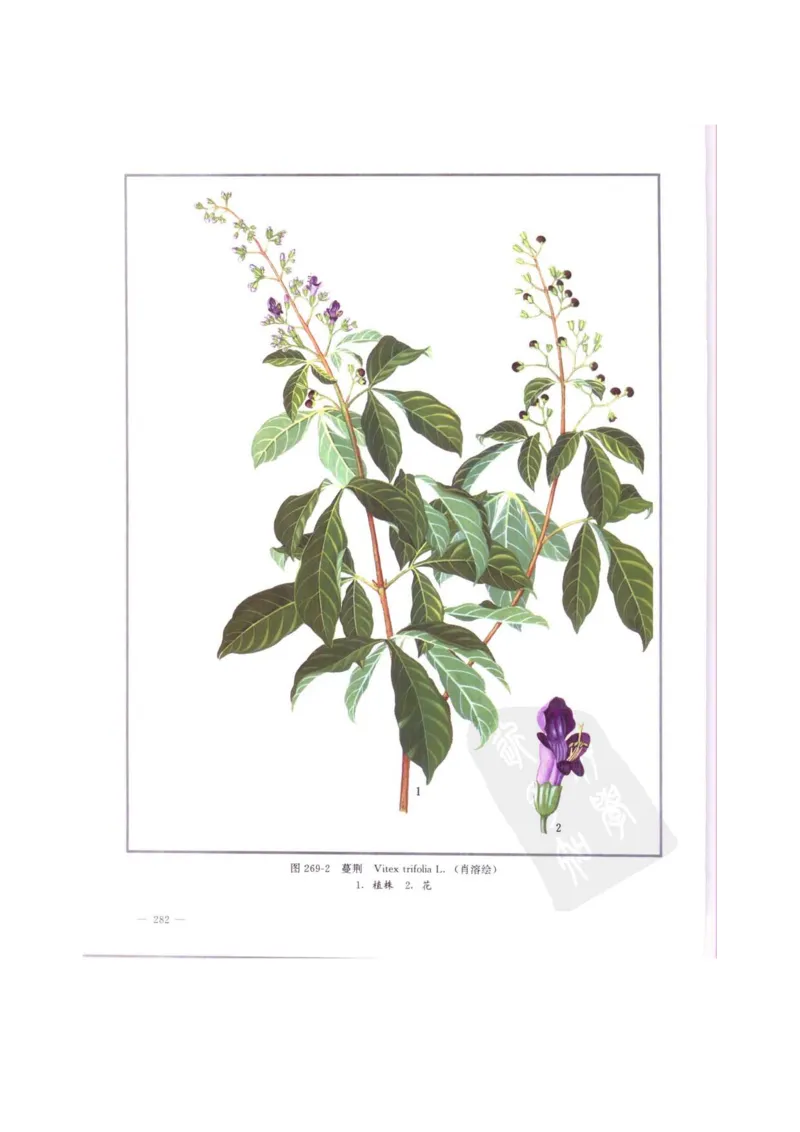 中国本草彩色图鉴（常用中药篇）（中卷）（钱信忠）_绝版书_天涯系列_t涯_绝版古籍电子书合集（13大类）_医书类_中国本草彩色图鉴（常用中药篇）_3册