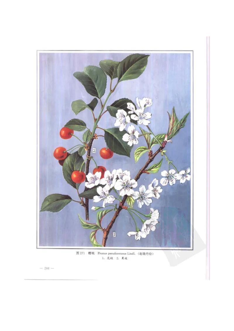 中国本草彩色图鉴（常用中药篇）（中卷）（钱信忠）_绝版书_天涯系列_t涯_绝版古籍电子书合集（13大类）_医书类_中国本草彩色图鉴（常用中药篇）_3册