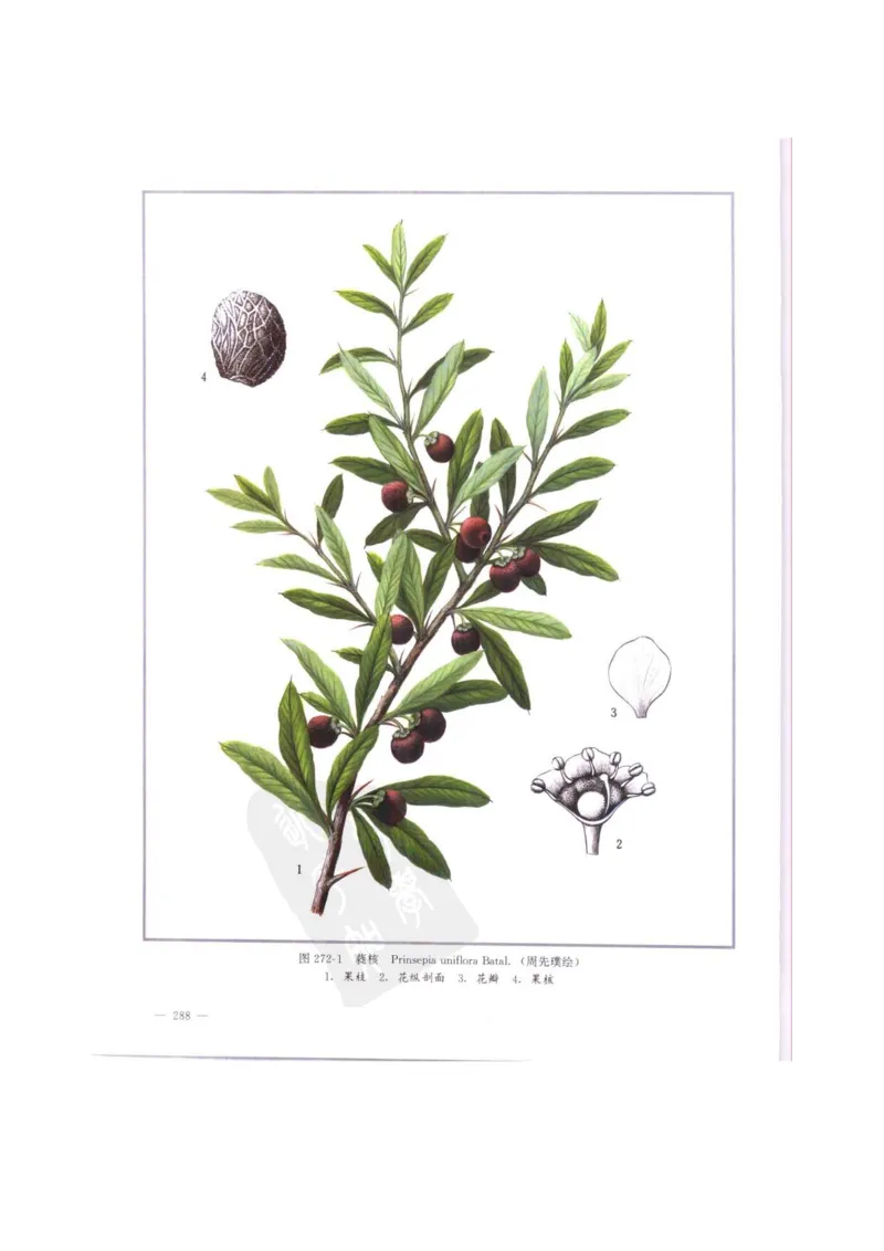 中国本草彩色图鉴（常用中药篇）（中卷）（钱信忠）_绝版书_天涯系列_t涯_绝版古籍电子书合集（13大类）_医书类_中国本草彩色图鉴（常用中药篇）_3册