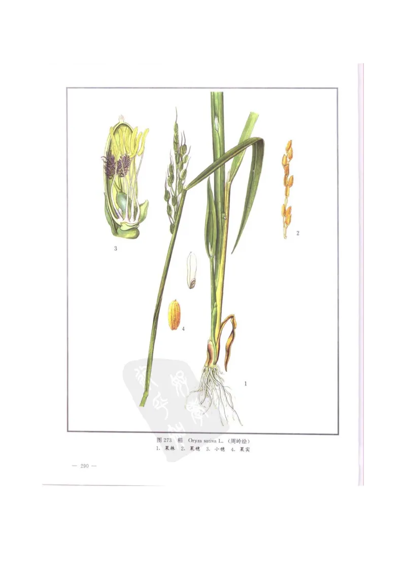 中国本草彩色图鉴（常用中药篇）（中卷）（钱信忠）_绝版书_天涯系列_t涯_绝版古籍电子书合集（13大类）_医书类_中国本草彩色图鉴（常用中药篇）_3册