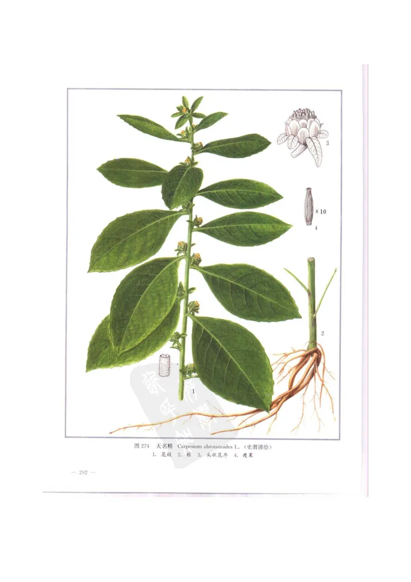 中国本草彩色图鉴（常用中药篇）（中卷）（钱信忠）_绝版书_天涯系列_t涯_绝版古籍电子书合集（13大类）_医书类_中国本草彩色图鉴（常用中药篇）_3册