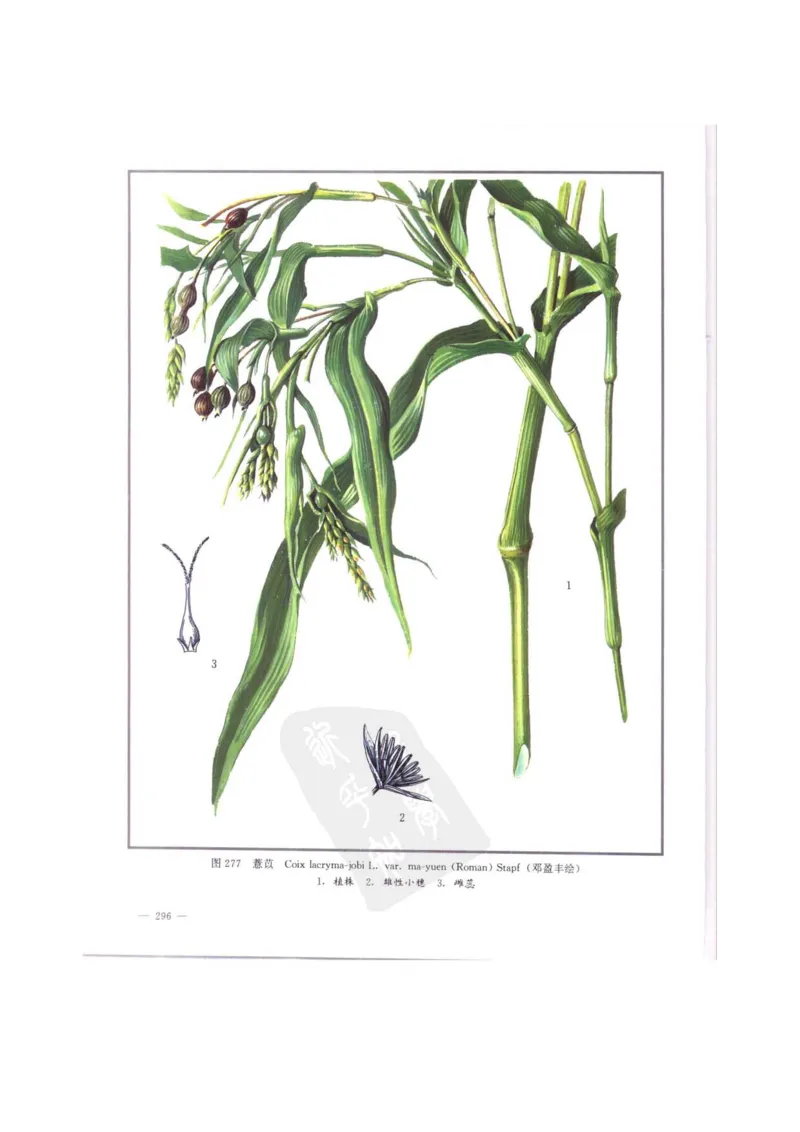 中国本草彩色图鉴（常用中药篇）（中卷）（钱信忠）_绝版书_天涯系列_t涯_绝版古籍电子书合集（13大类）_医书类_中国本草彩色图鉴（常用中药篇）_3册