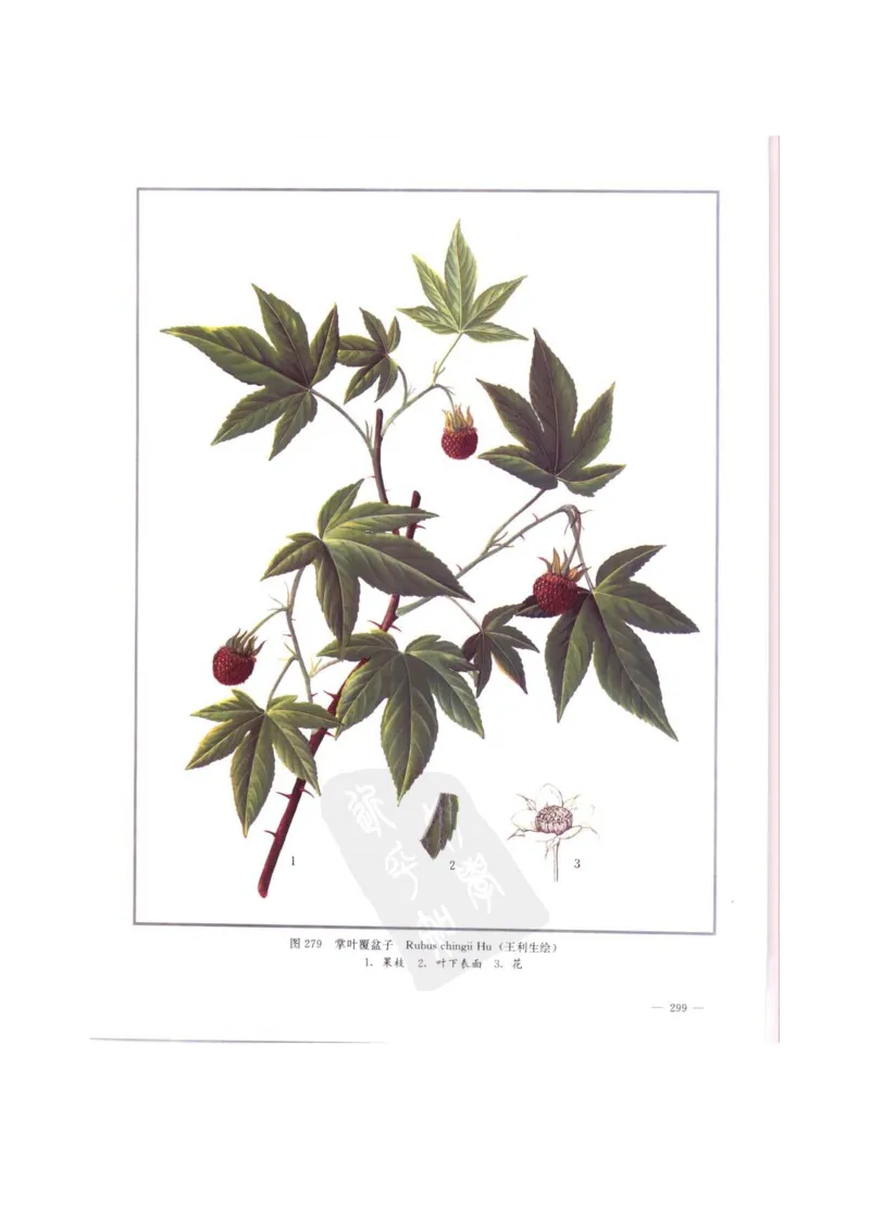 中国本草彩色图鉴（常用中药篇）（中卷）（钱信忠）_绝版书_天涯系列_t涯_绝版古籍电子书合集（13大类）_医书类_中国本草彩色图鉴（常用中药篇）_3册