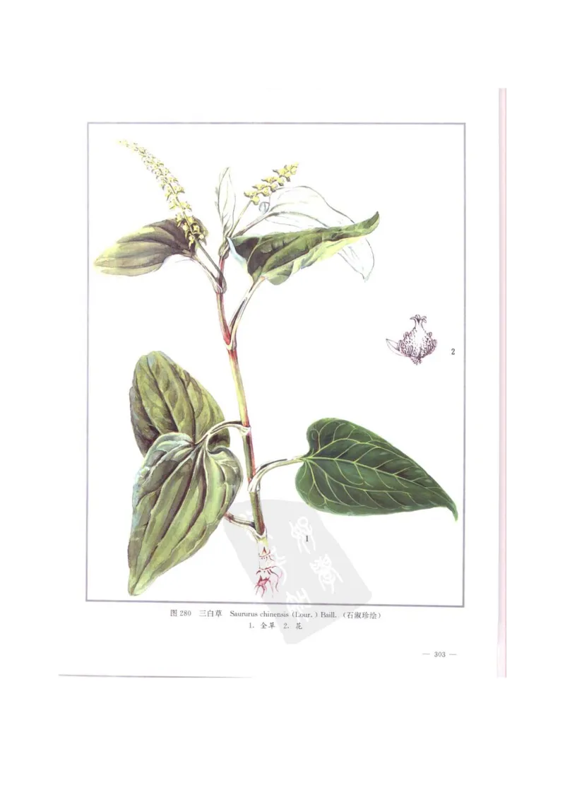 中国本草彩色图鉴（常用中药篇）（中卷）（钱信忠）_绝版书_天涯系列_t涯_绝版古籍电子书合集（13大类）_医书类_中国本草彩色图鉴（常用中药篇）_3册