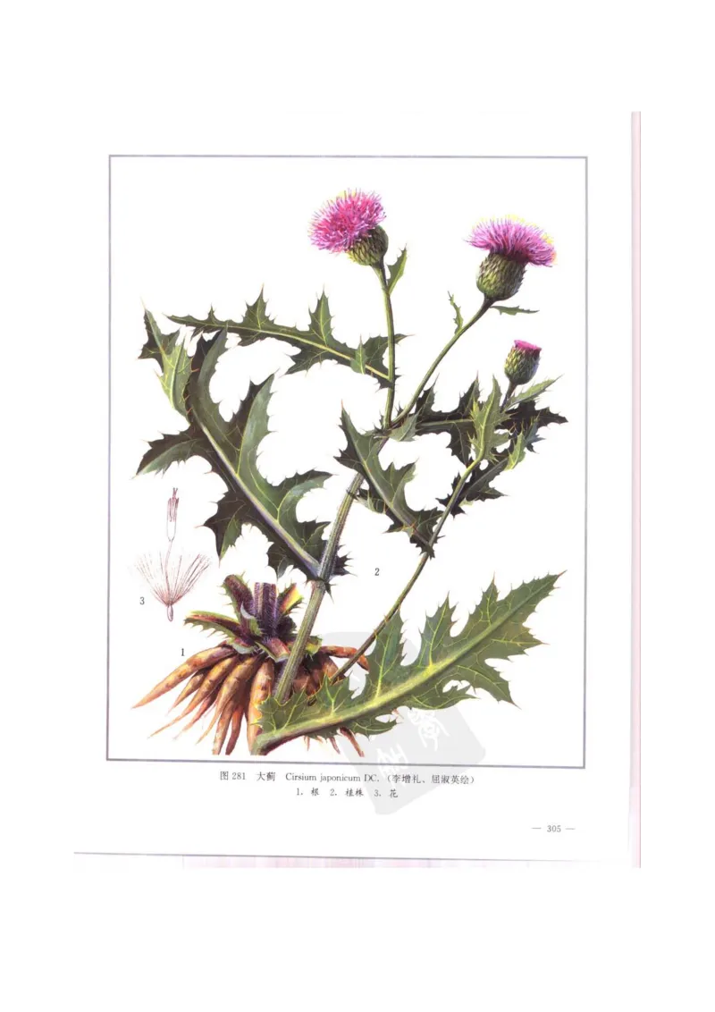 中国本草彩色图鉴（常用中药篇）（中卷）（钱信忠）_绝版书_天涯系列_t涯_绝版古籍电子书合集（13大类）_医书类_中国本草彩色图鉴（常用中药篇）_3册