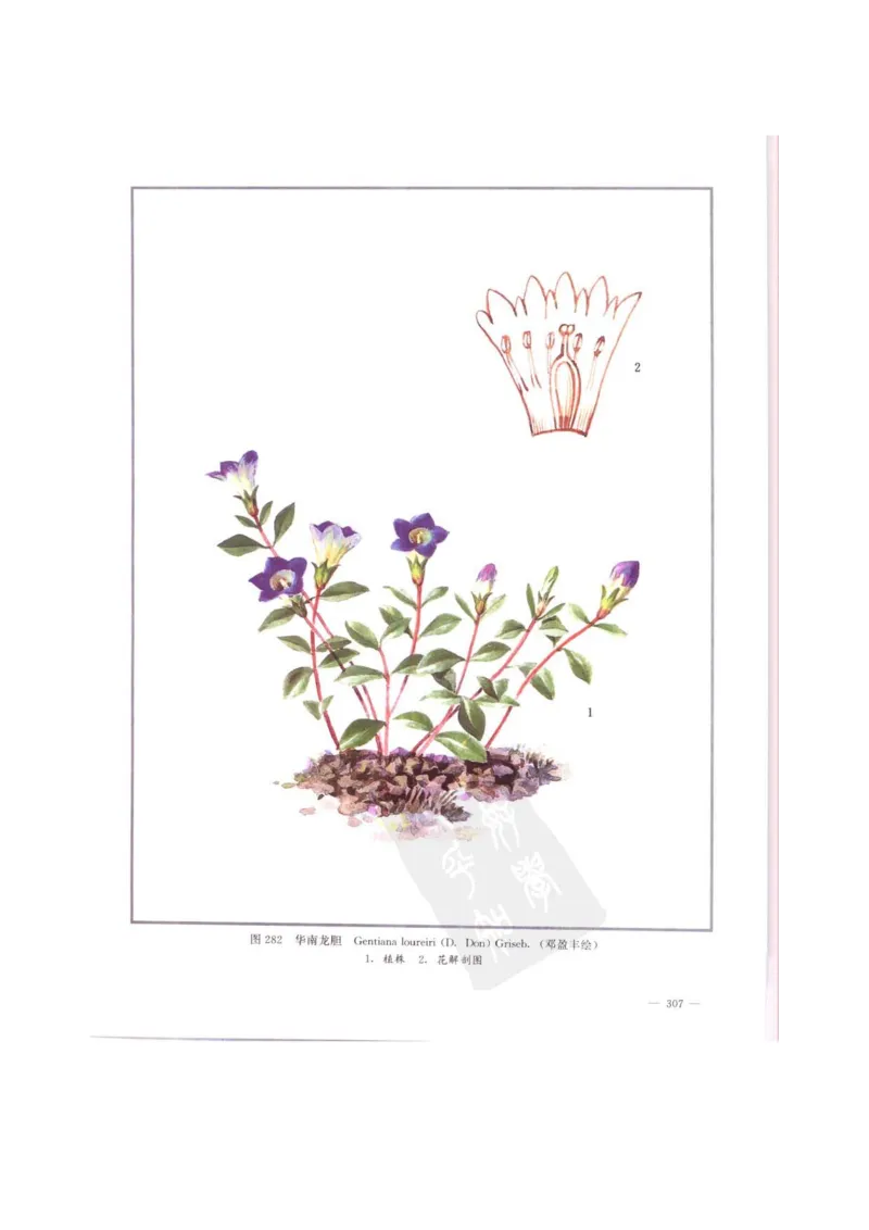 中国本草彩色图鉴（常用中药篇）（中卷）（钱信忠）_绝版书_天涯系列_t涯_绝版古籍电子书合集（13大类）_医书类_中国本草彩色图鉴（常用中药篇）_3册